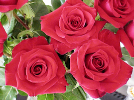 Red Roses